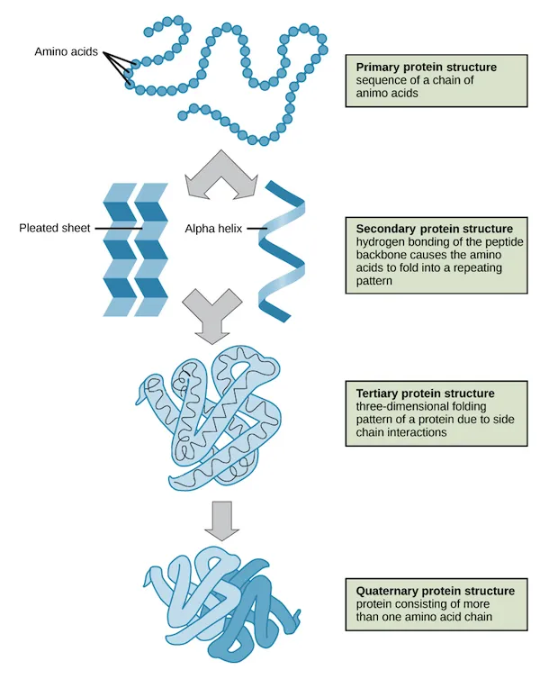 Protein structure levels